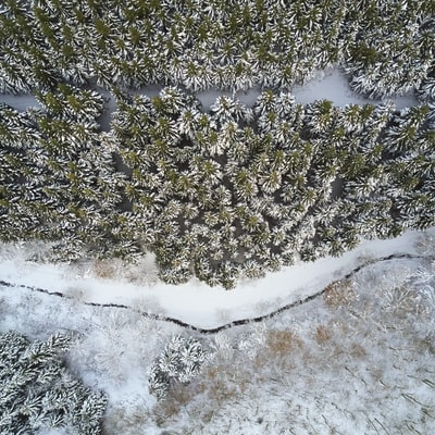 鸟瞰图的土地与松树被雪覆盖
